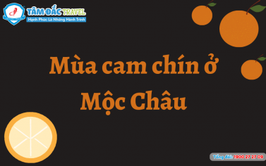 Mùa cam chín ở Mộc Châu